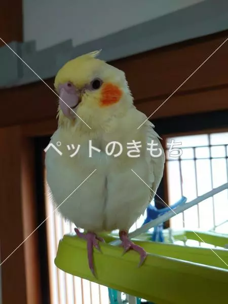 迷子鳥の画像