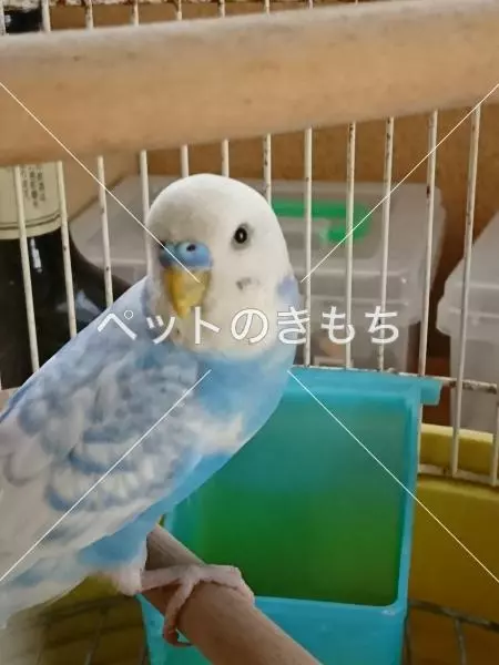 コメント投稿の画像