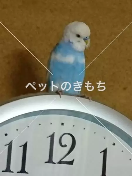 コメント投稿の画像