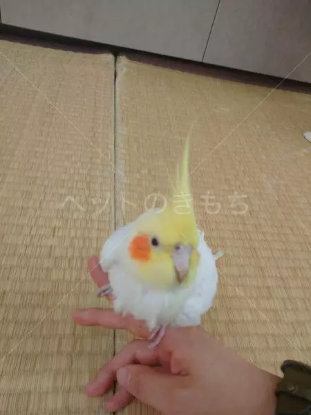 保護鳥の画像
