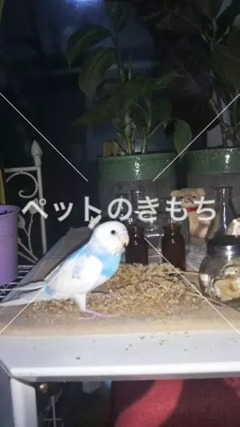 迷子鳥の画像