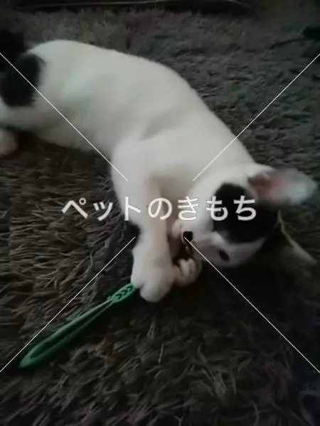 迷子猫の画像