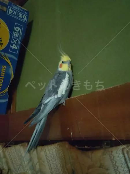 迷子鳥の画像