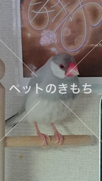 迷子鳥の画像