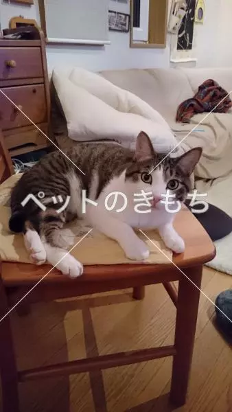 迷子猫の画像