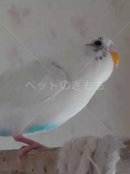 迷子鳥の画像