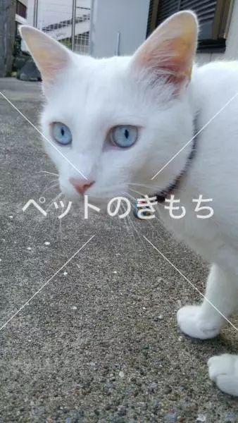 迷子猫の画像