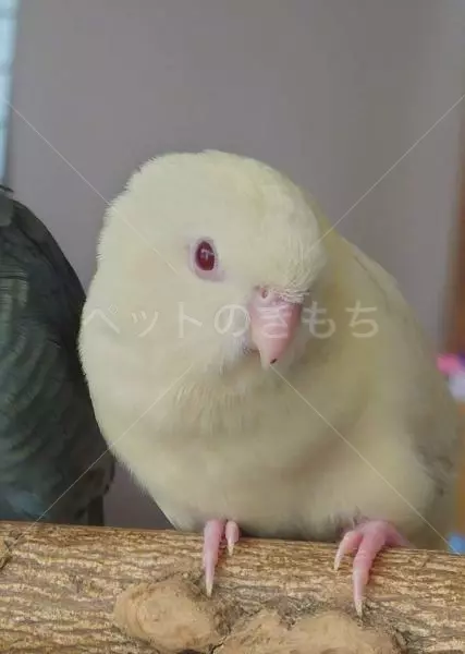 迷子鳥の画像