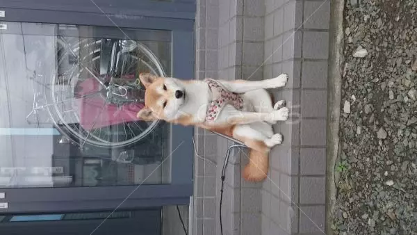 迷子犬の画像