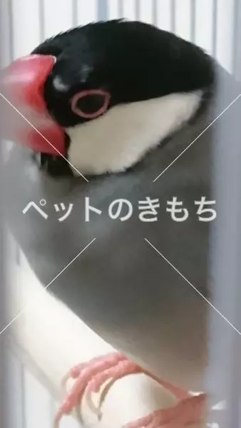 コメント投稿の画像