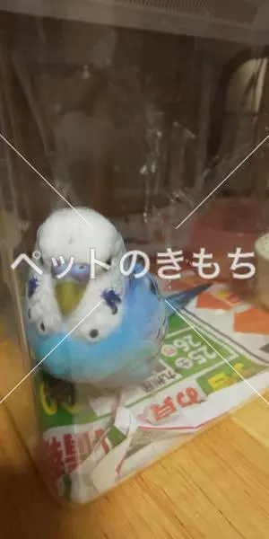 保護鳥の画像