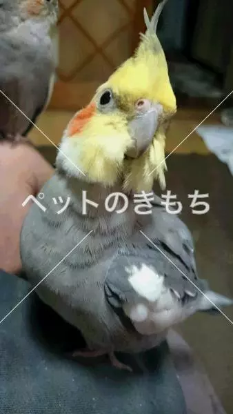 迷子鳥の画像