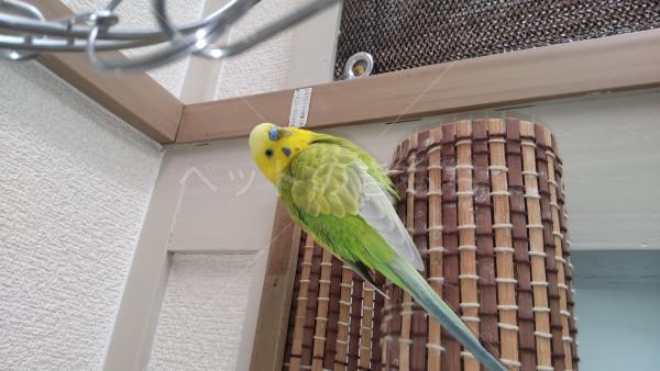 迷子鳥の画像