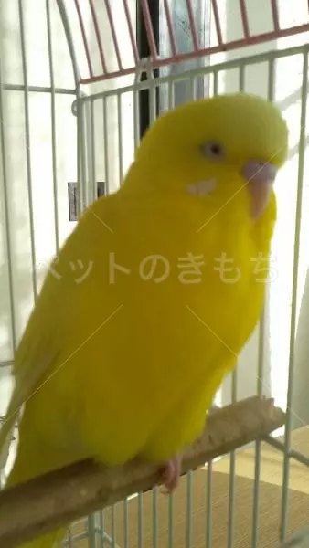 迷子鳥の画像