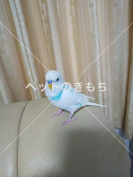 迷子鳥の画像