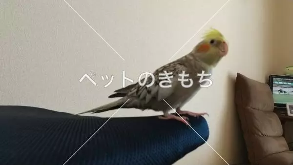 迷子鳥の画像