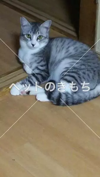 迷子猫の画像