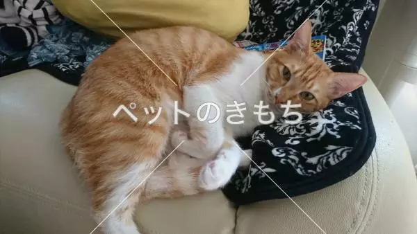 迷子猫の画像