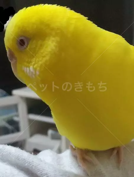 迷子鳥の画像