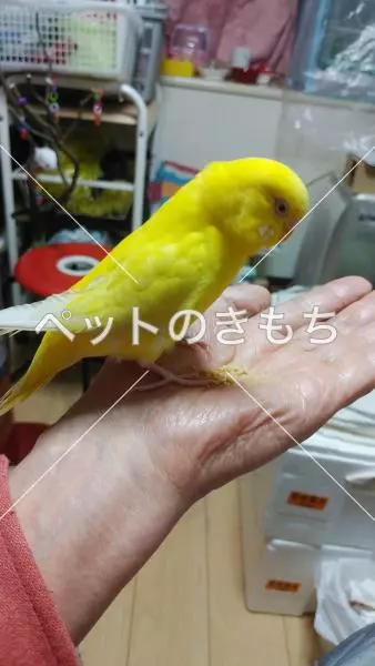 迷子鳥の画像