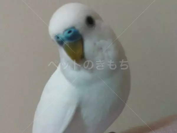 迷子鳥の画像