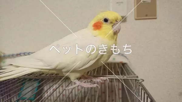 迷子鳥の画像
