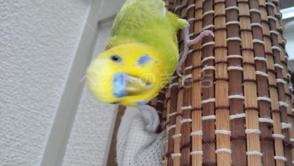迷子鳥の画像