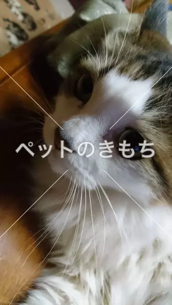 迷子猫の画像