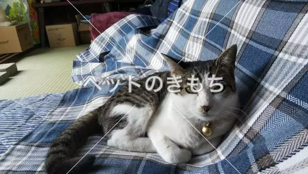 迷子猫の画像