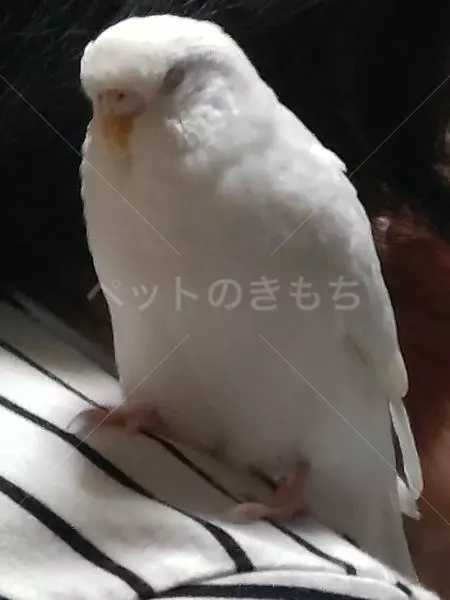 迷子鳥の画像