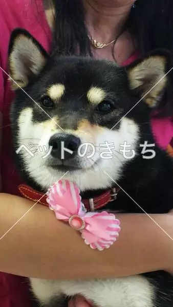 迷子犬の画像