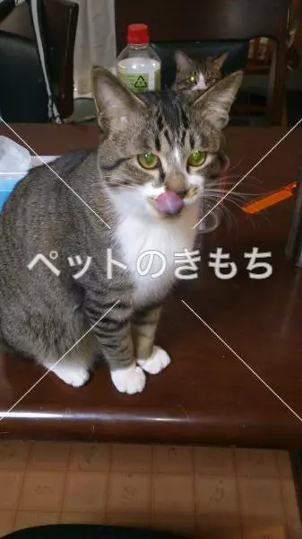 迷子猫の画像
