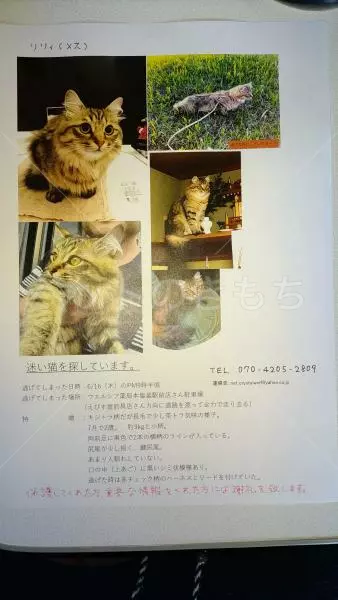 迷子猫の画像
