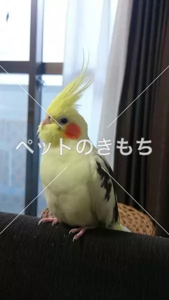 迷子鳥の画像