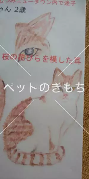 迷子猫の画像