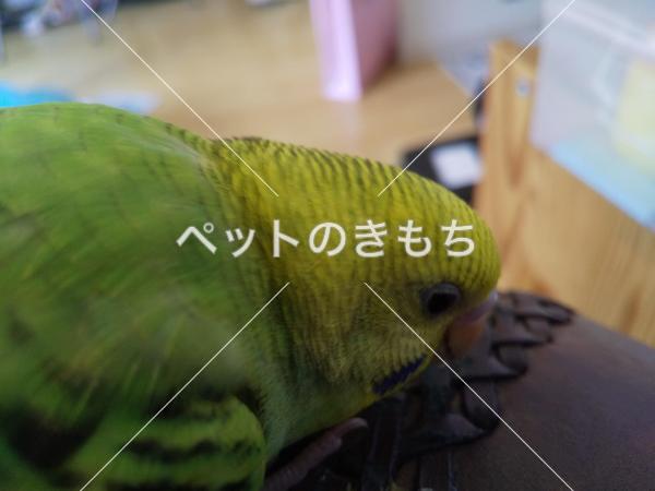 迷子鳥の画像