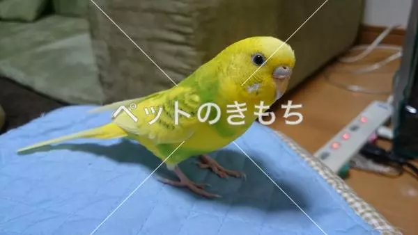 迷子鳥の画像