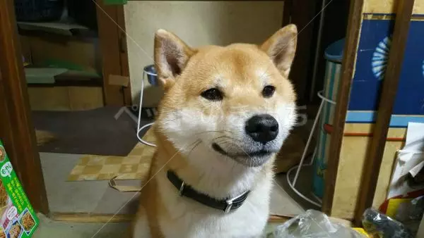 迷子犬の画像