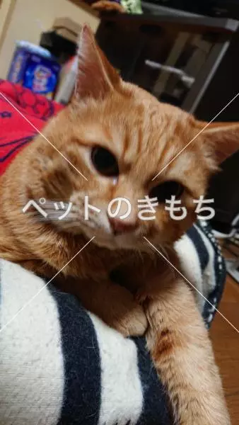 迷子猫の画像