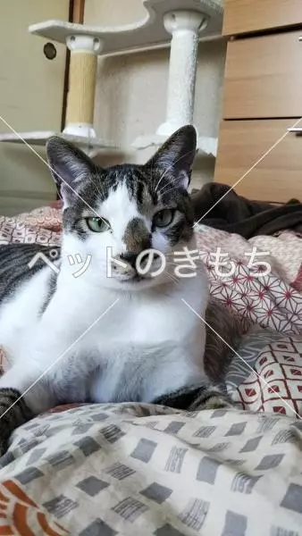迷子猫の画像
