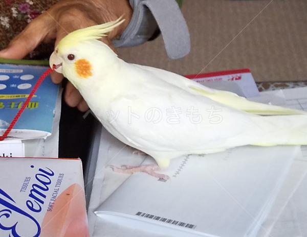 迷子鳥の画像