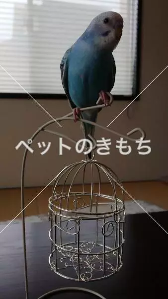 迷子鳥の画像