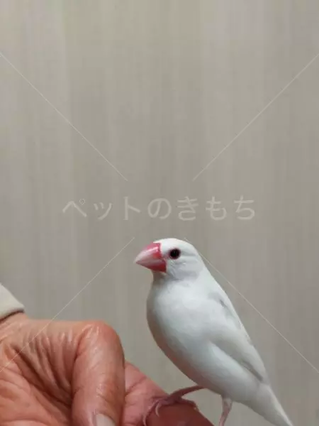 迷子鳥の画像