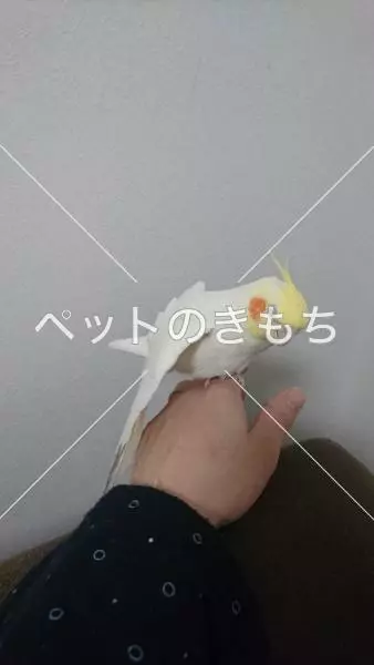 迷子鳥の画像