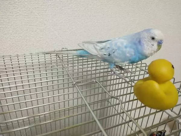保護鳥の画像