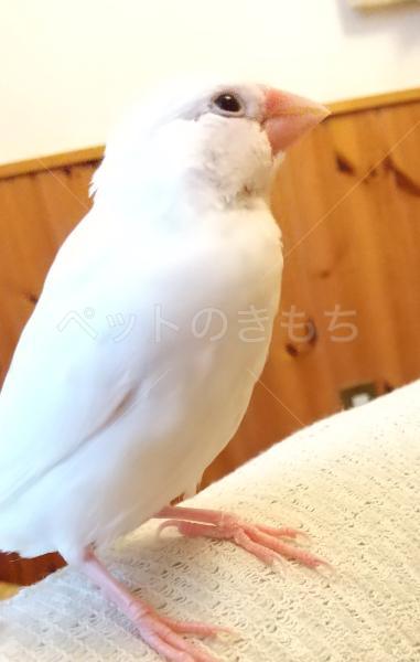 迷子鳥の画像