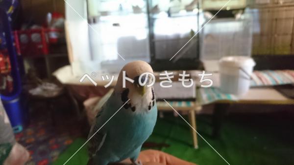 迷子鳥の画像