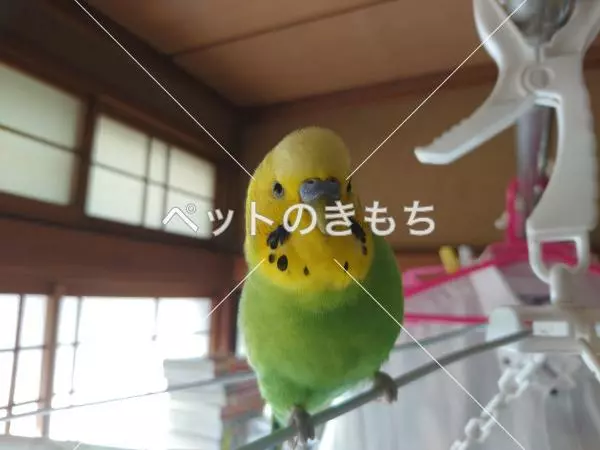 迷子鳥の画像