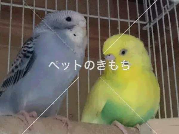 迷子鳥の画像