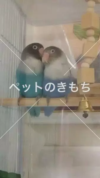 迷子鳥の画像